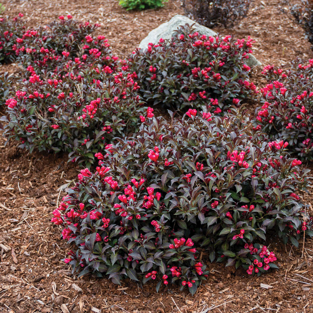 Weigela Electric Love