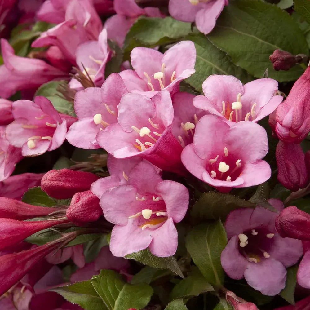 Weigela florida 'Minuet'