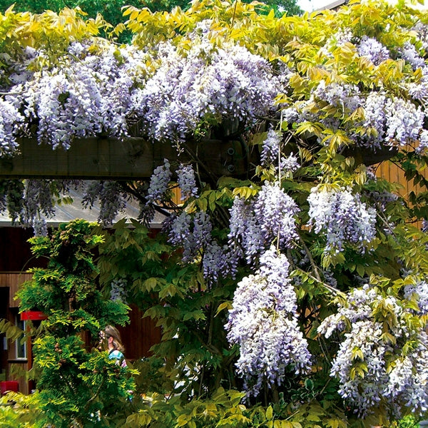 Wisteria macrostachia 'Blue Moon'