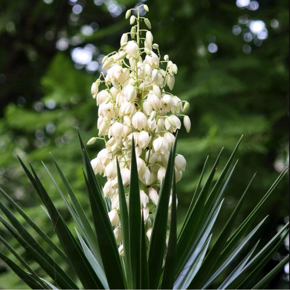 Yucca filamentosa