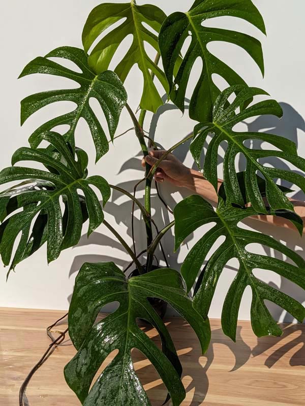 Monstera deliciosa var. Sierrana