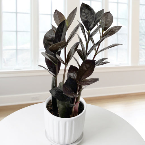 Plante ZZ Black - Zamioculcas zamiifolia 'Black